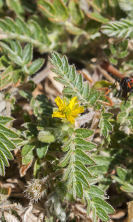 Tribulus Terrestris